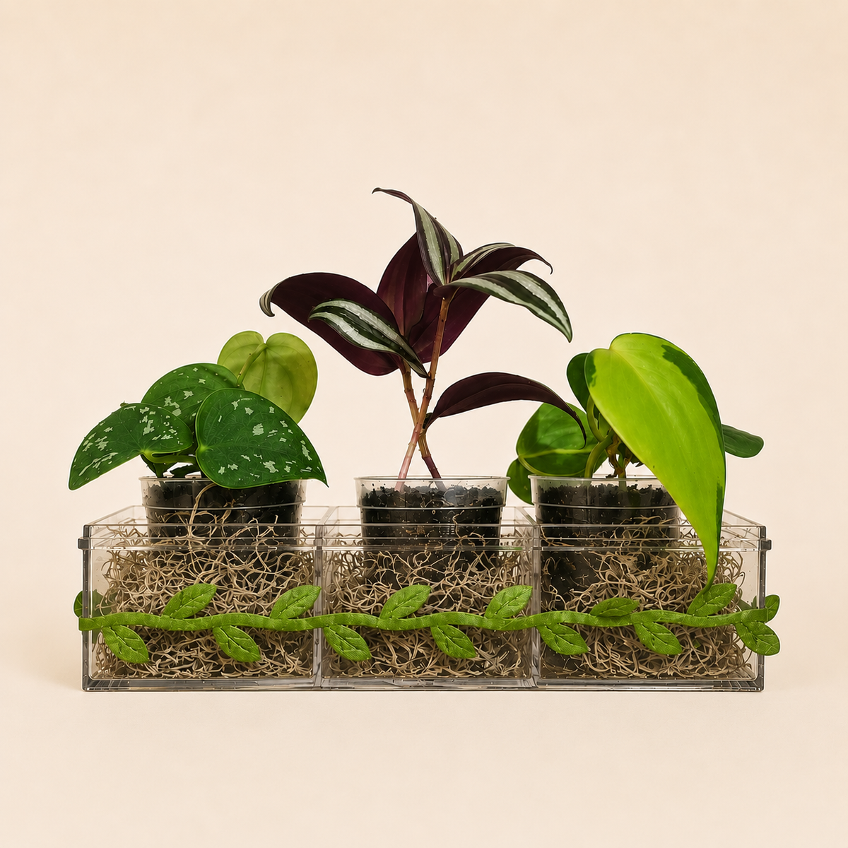 🌱 Home Rooted Starter Collection