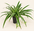 Spider Plant - 6"