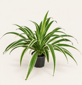 Spider Plant - 4"