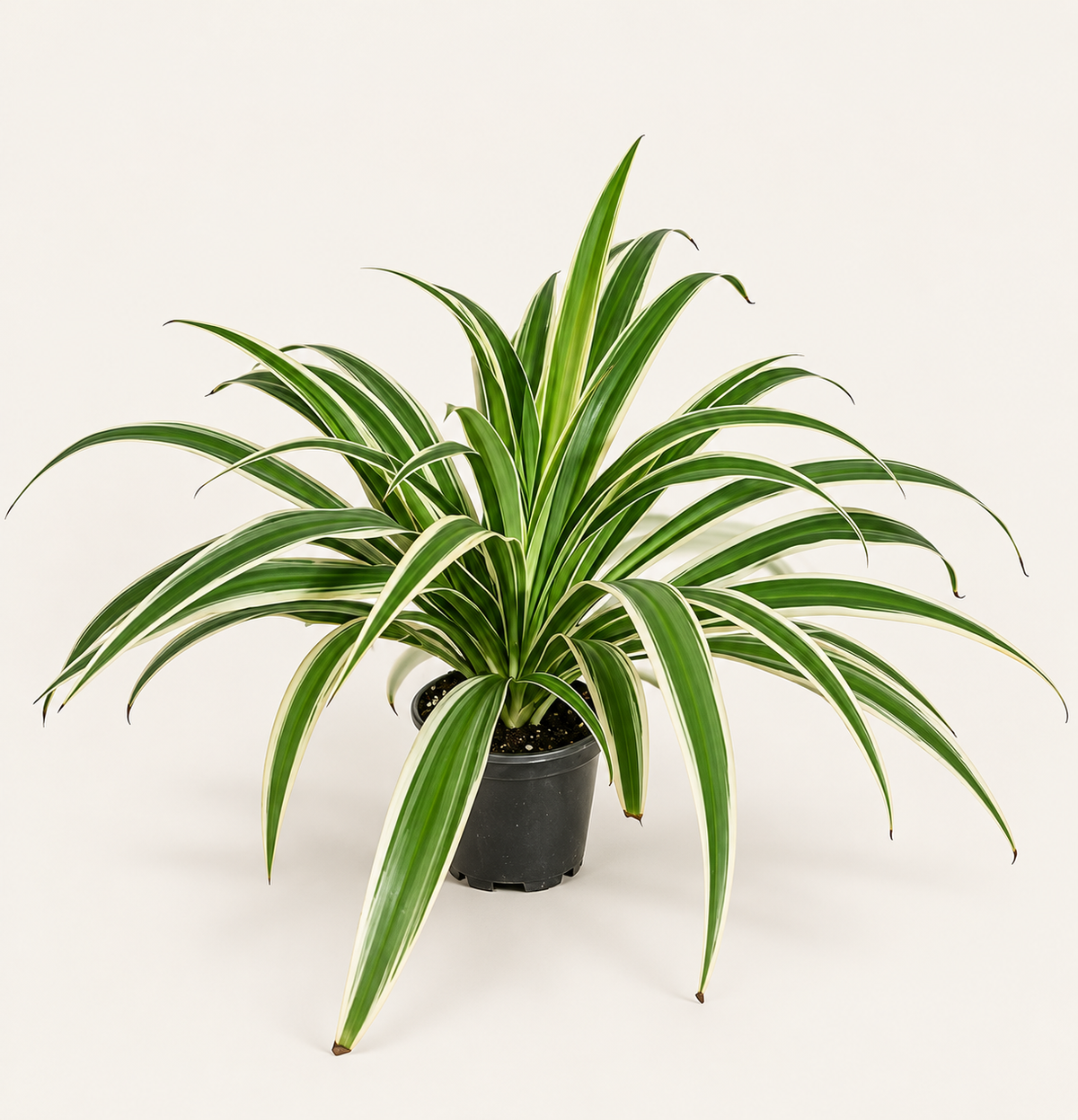 Spider Plant - 4"