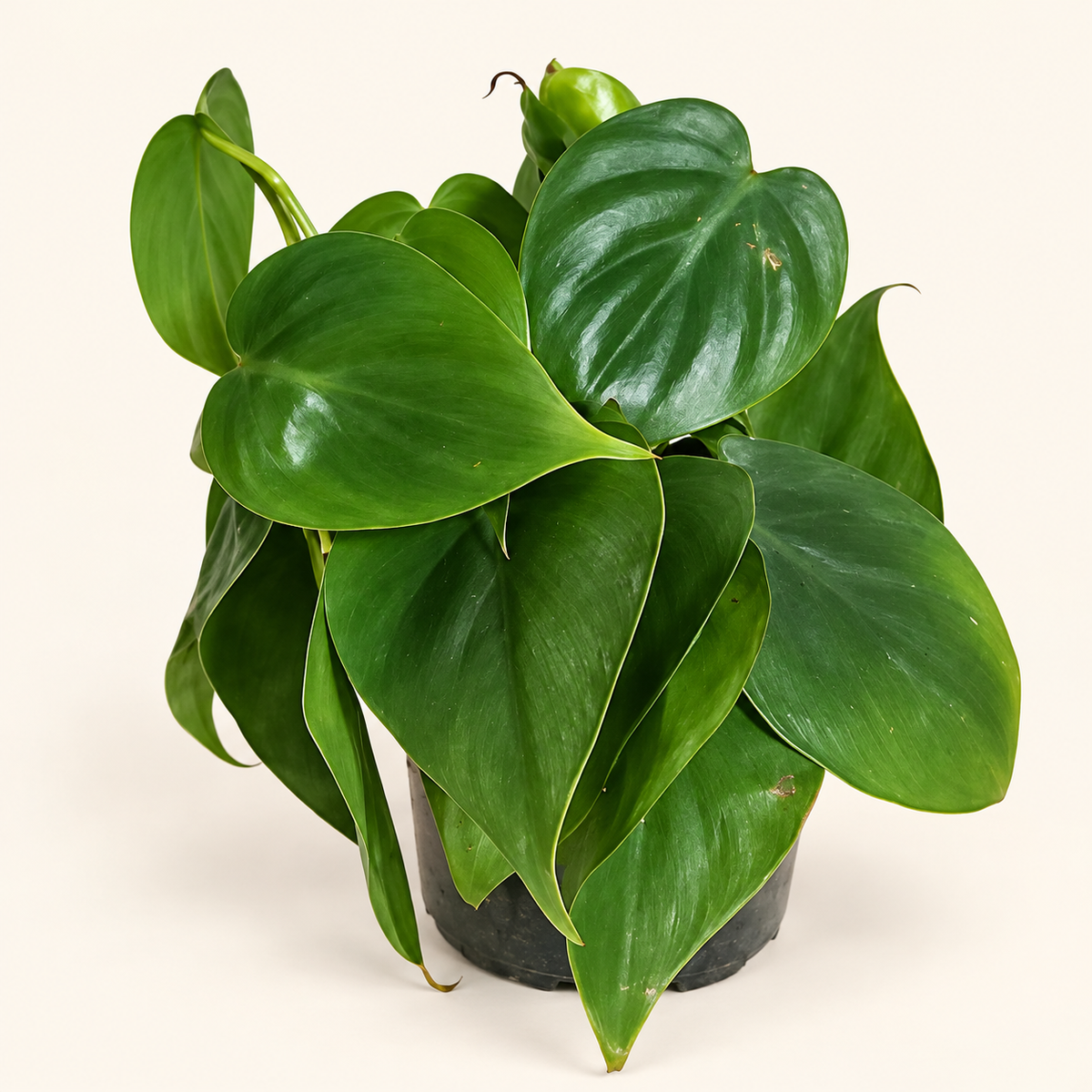 Heartleaf Philodendron – 4"