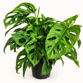 Swiss Cheese Plant (Monstera adansonii) - 6"