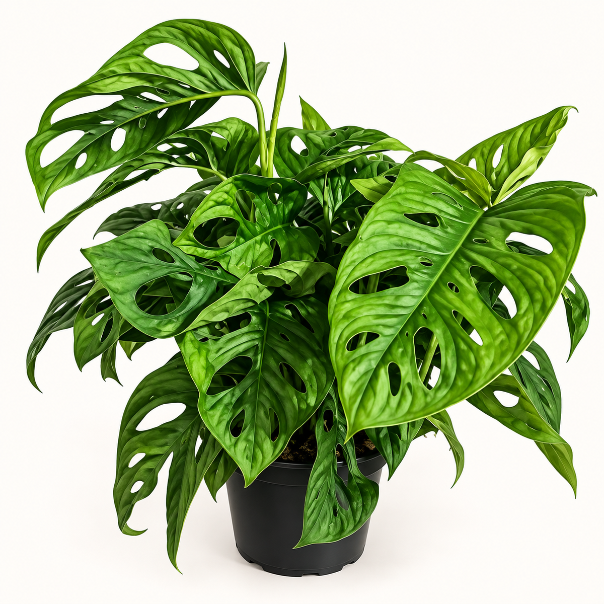 Swiss Cheese Plant (Monstera adansonii) - 6"