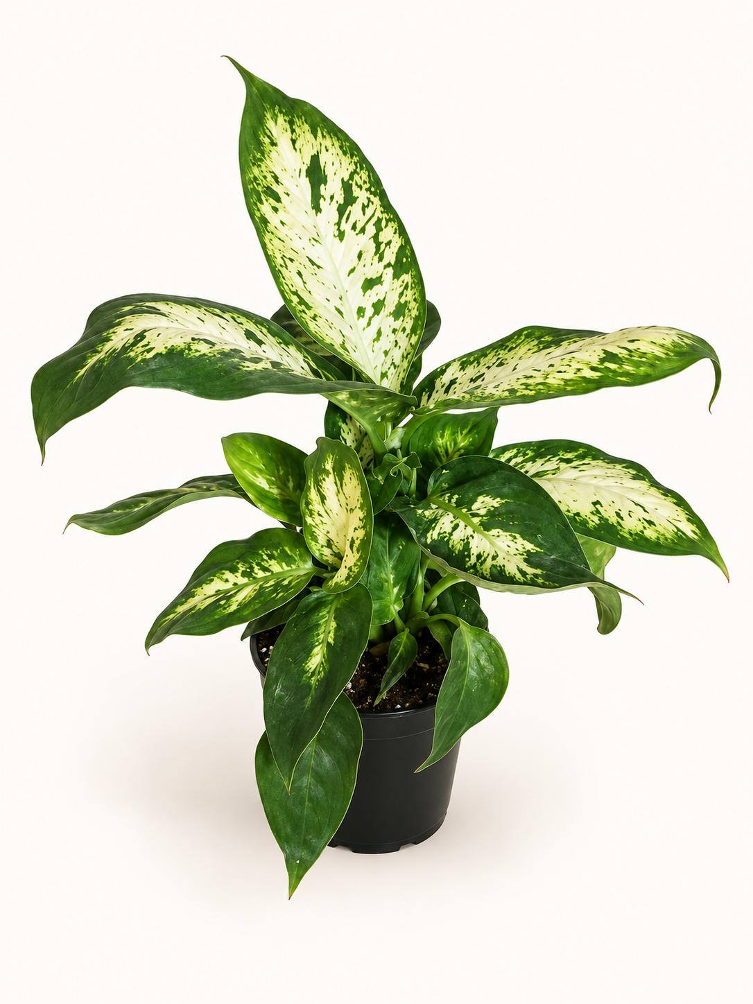 Dieffenbachia (Dumb Cane) - 4"
