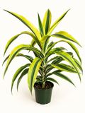 Lemon Lime Dracaena - 4"