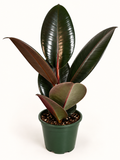 Burgundy Rubber Plant - 4"