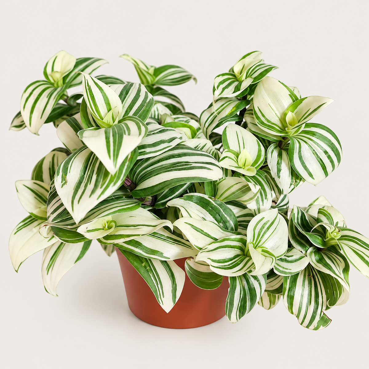 Tradescantia Brightness- 4"
