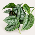 Scindapsus Silver Splash