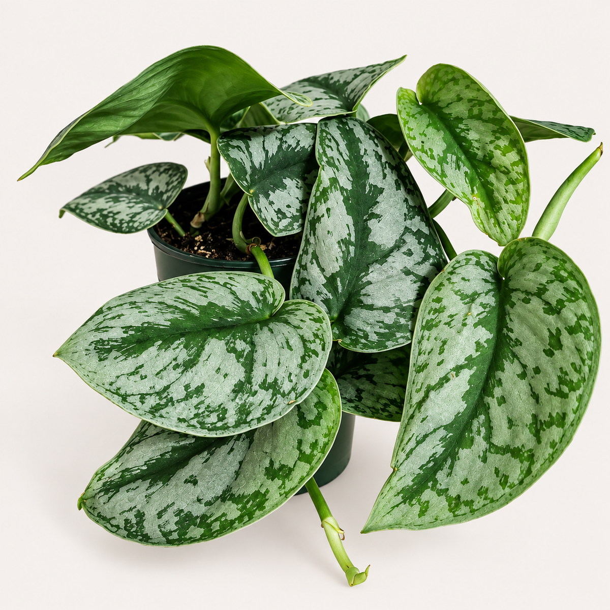 Scindapsus Silver Splash