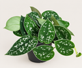 Satin Pothos 4"
