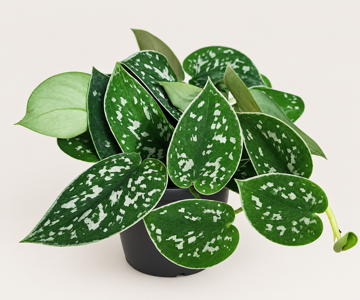 Satin Pothos 4"