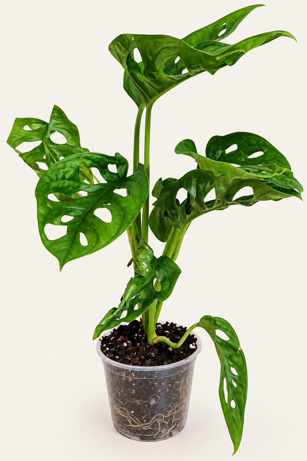 Swiss Cheese Plant 4"