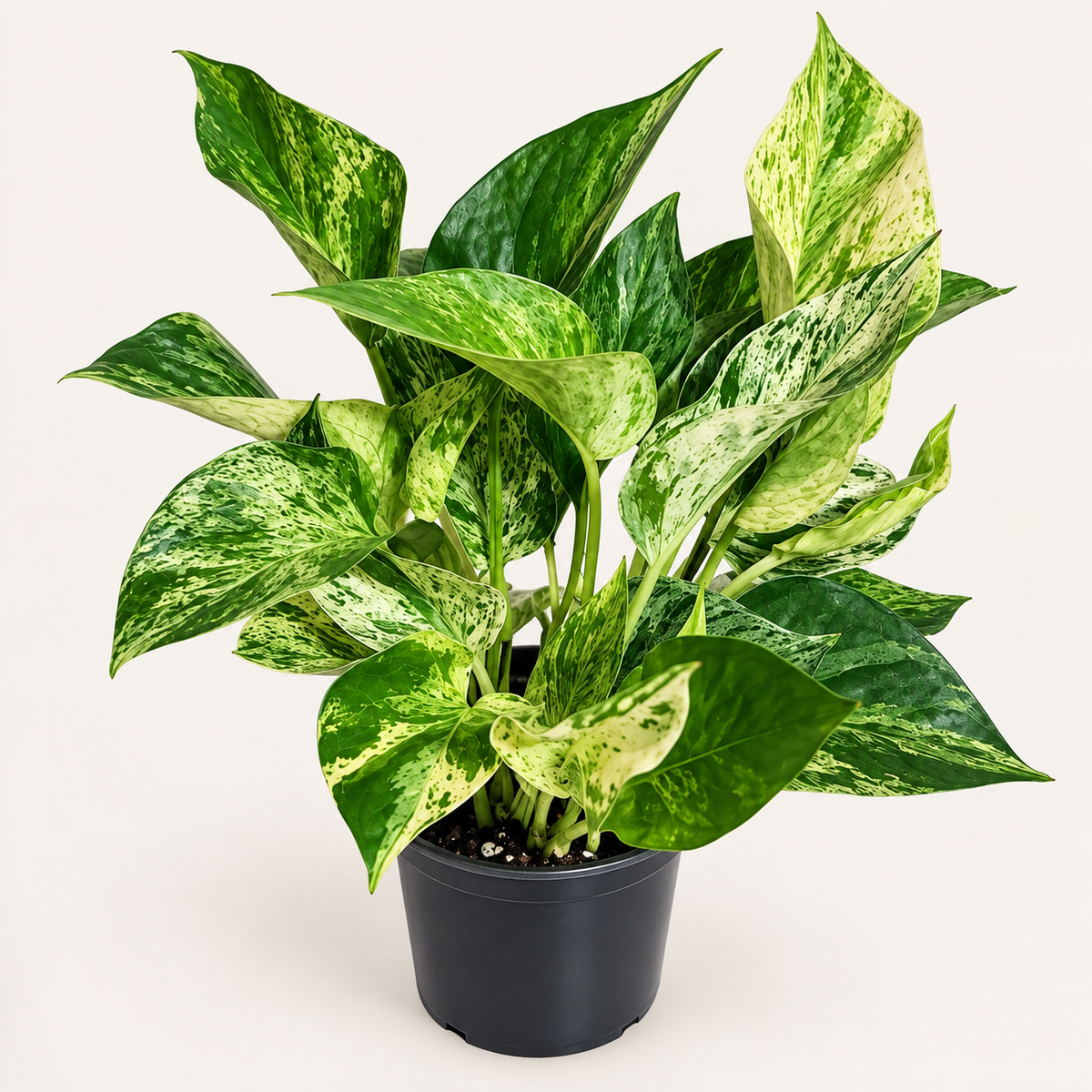 Marble Queen Pothos