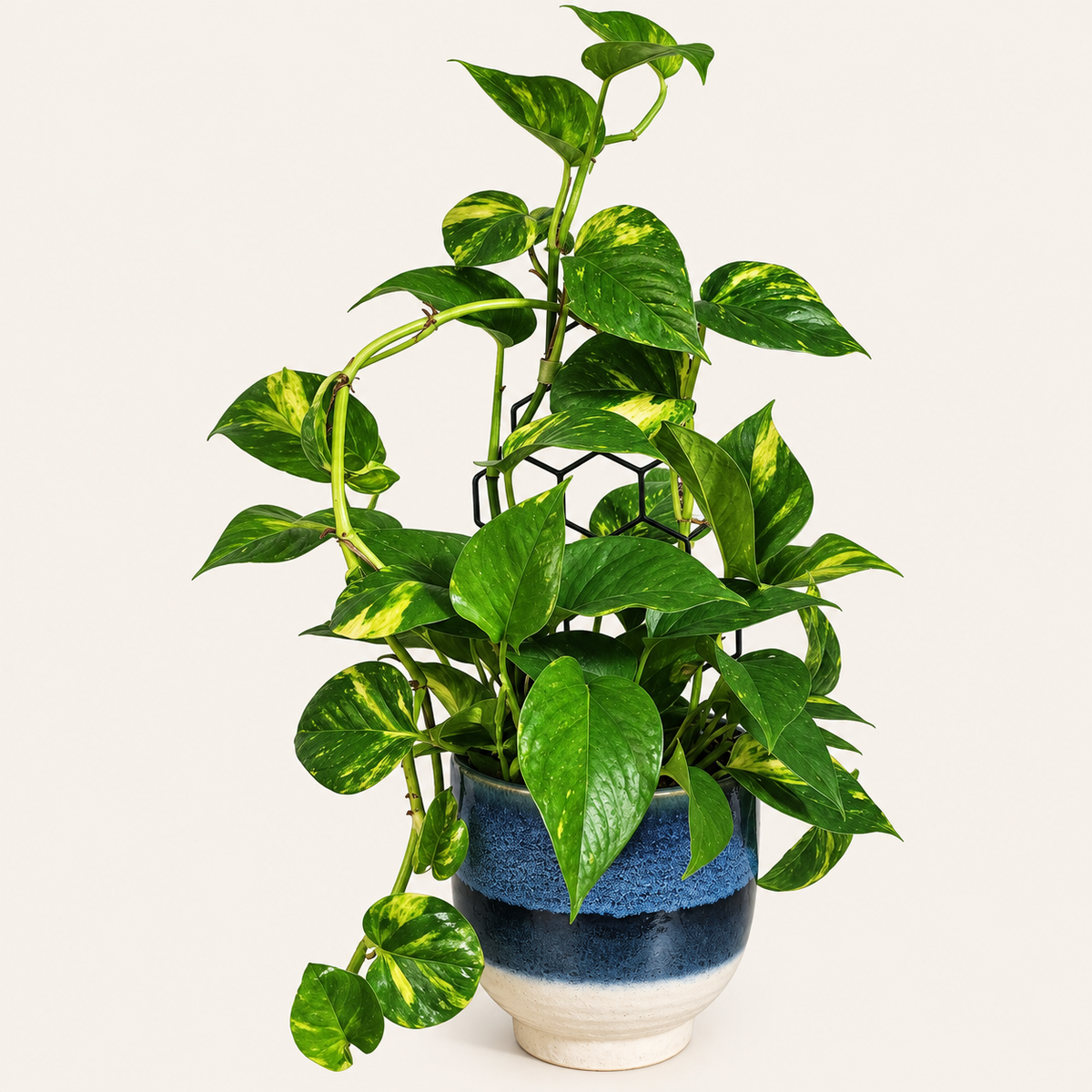 Trellised Golden Pothos in Blue Planter