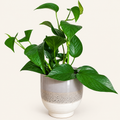 Jade Pothos in Textured Decorative Pot