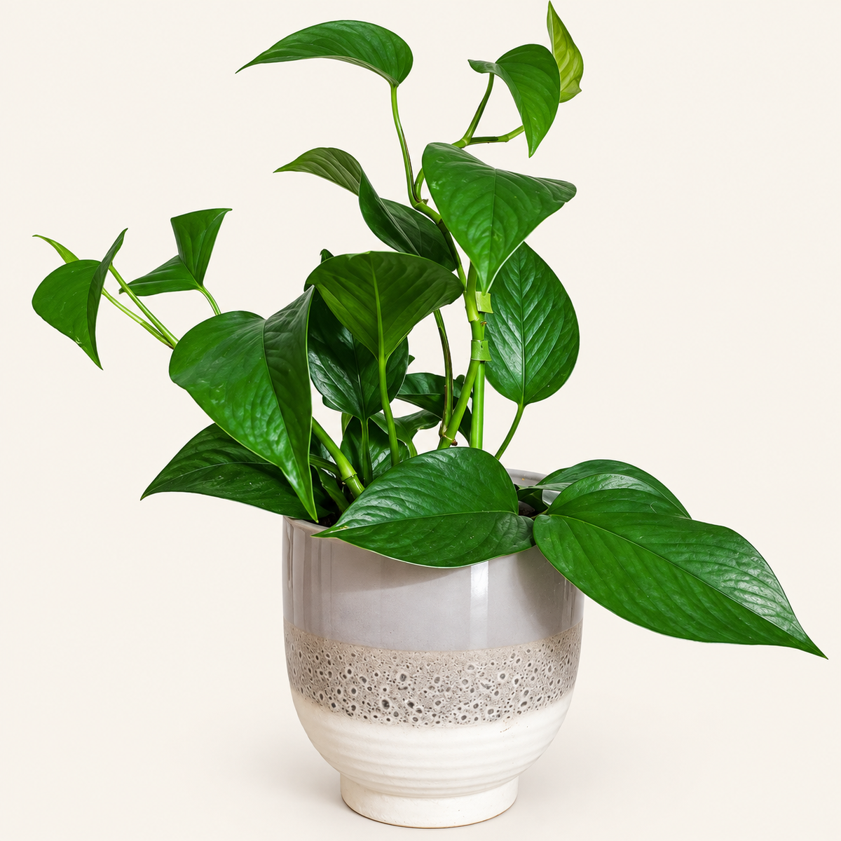 Jade Pothos in Textured Decorative Pot