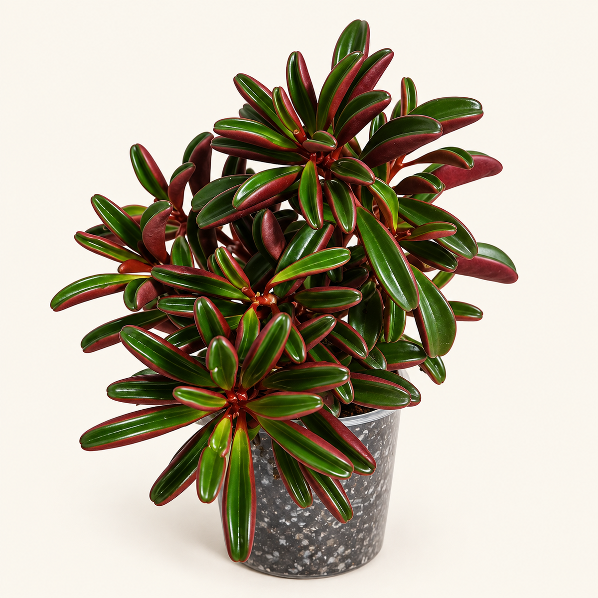 Ruby Glow Succulent 4" (Peperomia graveolens)