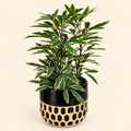 Gold Crest False Aralia with decorative pot