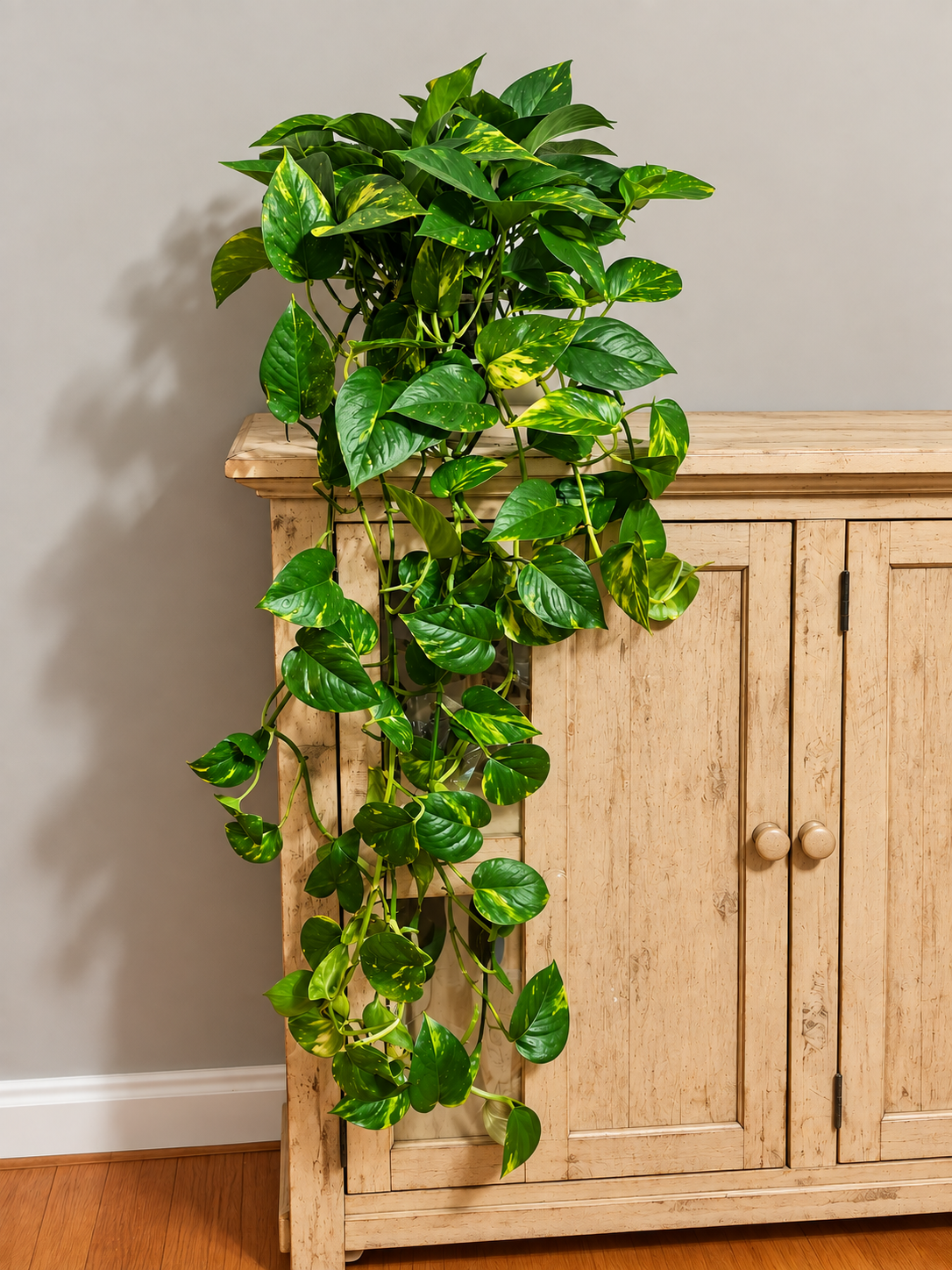 Large Golden Pothos 6"
