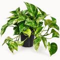 Marble Queen Pothos 6"