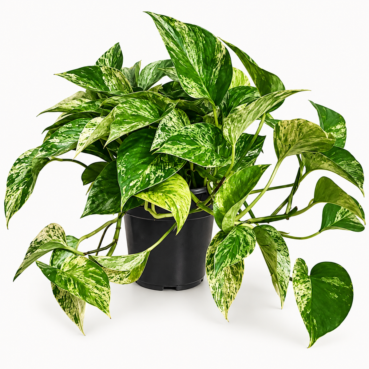 Marble Queen Pothos 6"
