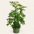 Dwarf Umbrella Tree – 4"