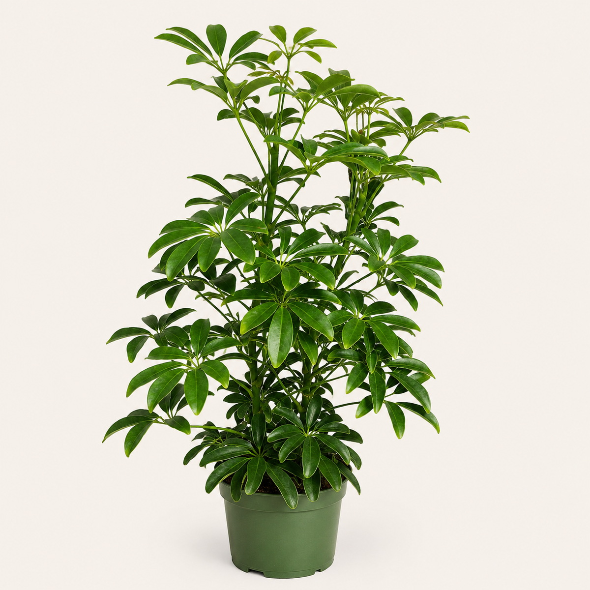 Dwarf Umbrella Tree – 4"