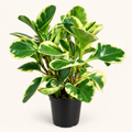 Baby Rubber Plant – 4" (Peperomia obtusifolia)