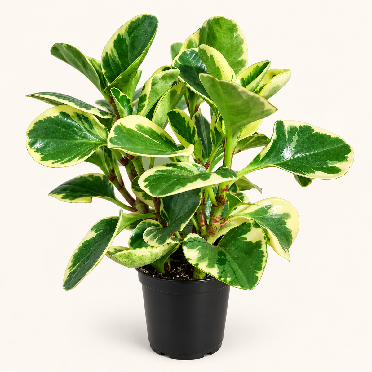 Baby Rubber Plant – 4" (Peperomia obtusifolia)