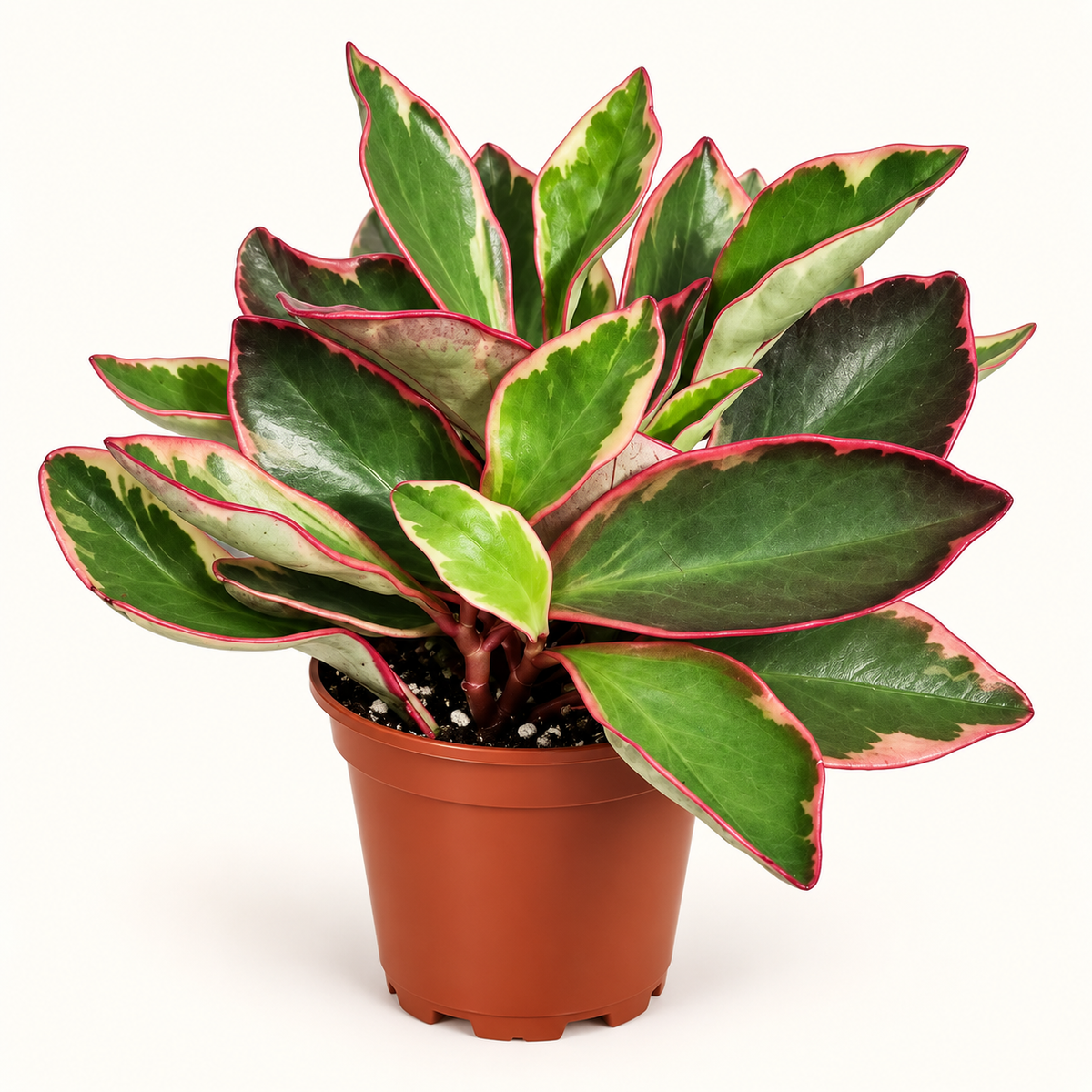 Peperomia "Ginny" - 4"