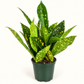 Gold Dust Croton – 4"