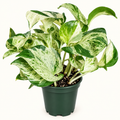 Manjula Pothos – 4"