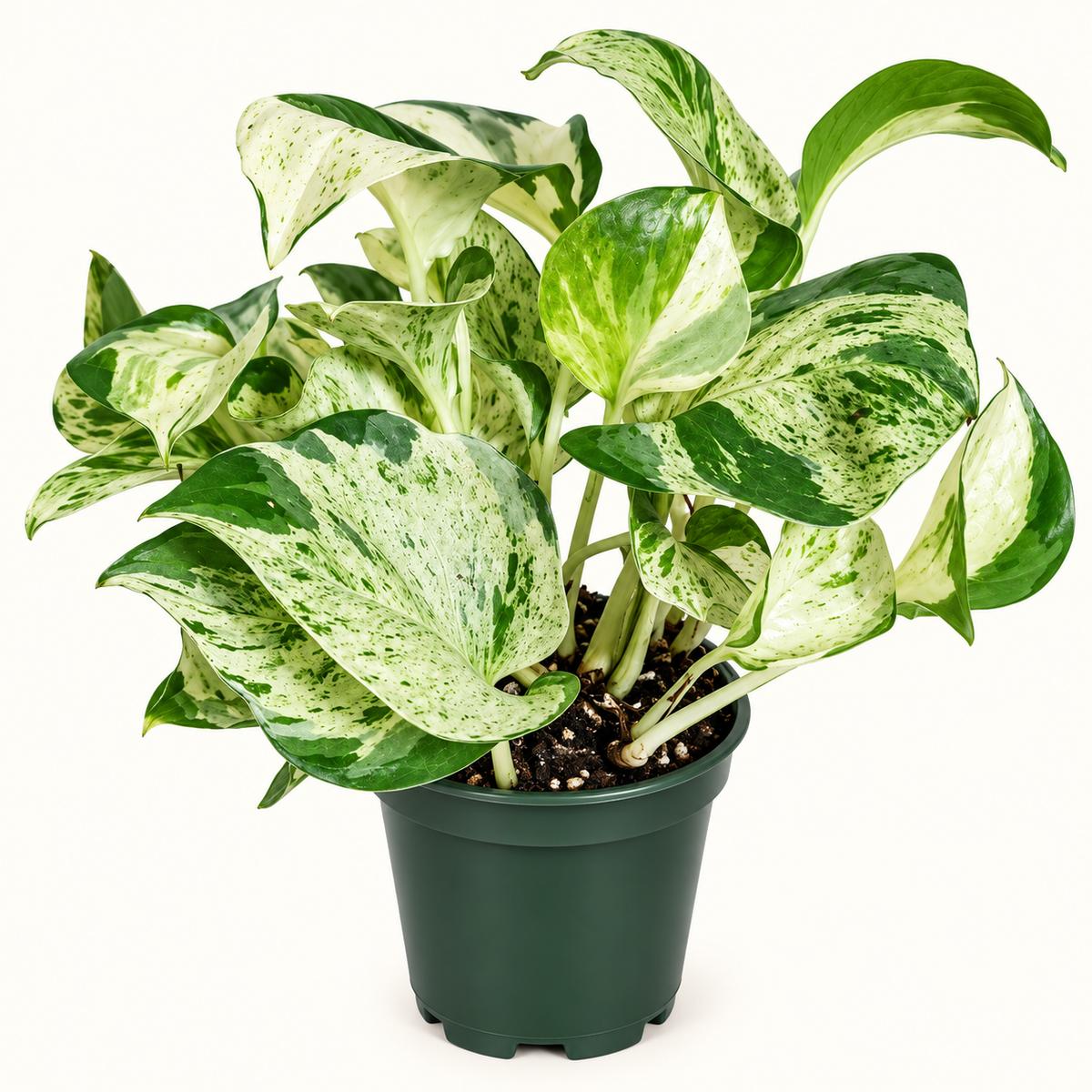 Manjula Pothos – 4"