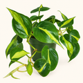 Philodendron Brasil – 4"