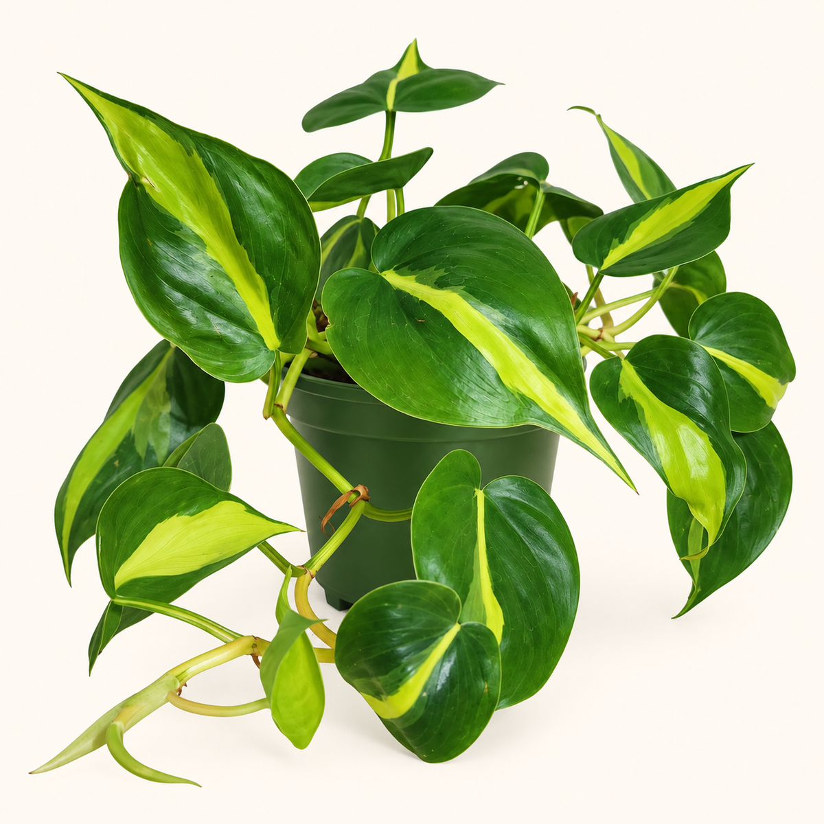 Philodendron Brasil – 4"