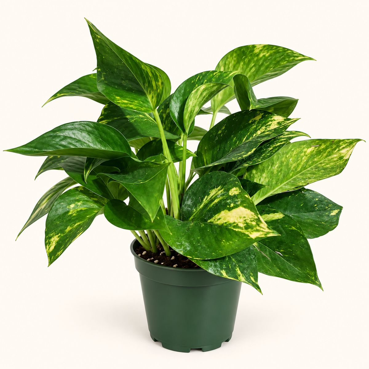 Golden Pothos – 4"