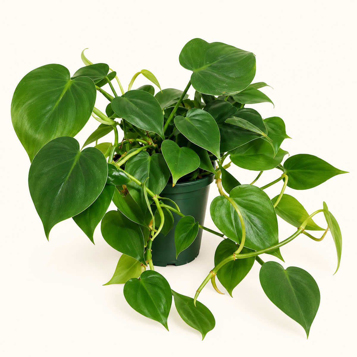 Heartleaf Philodendron – 4"