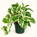 Pearls & Jade Pothos – 4"