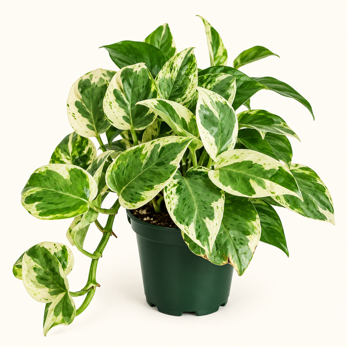 Pearls & Jade Pothos – 4"