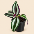 Tradescantia Zebrina – 2"