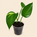Golden Pothos - 2"
