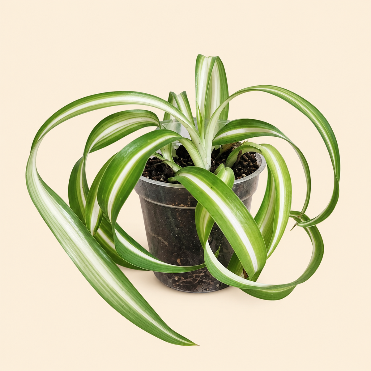 Curly Spider Plant - 2"