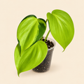 Philodendron Brasil – 2"