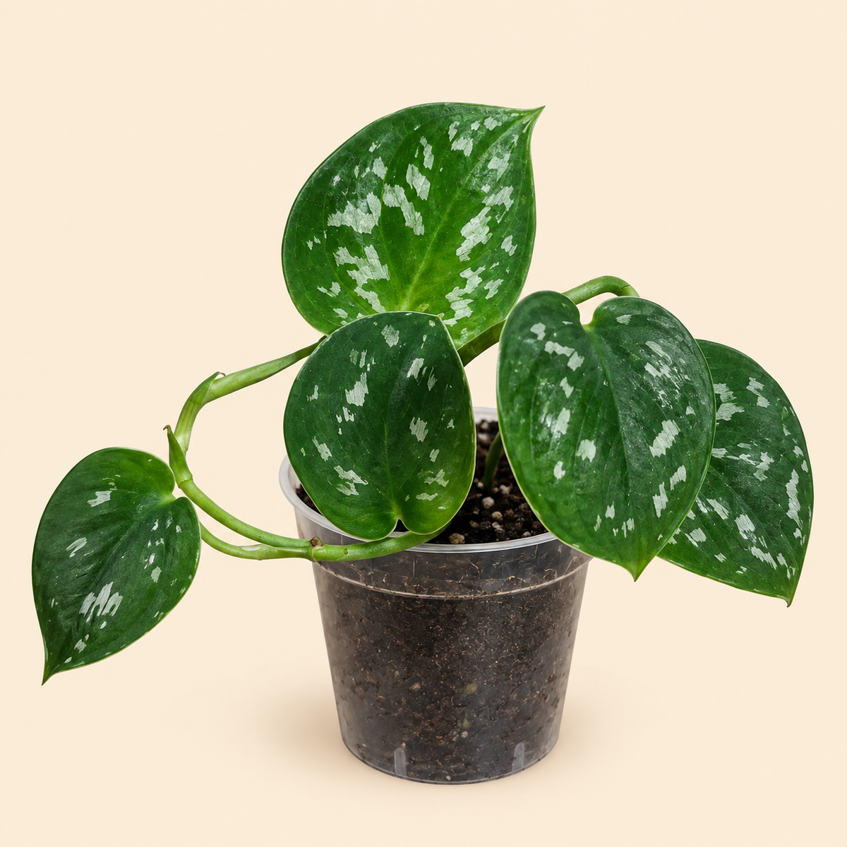 Satin Pothos – 2"