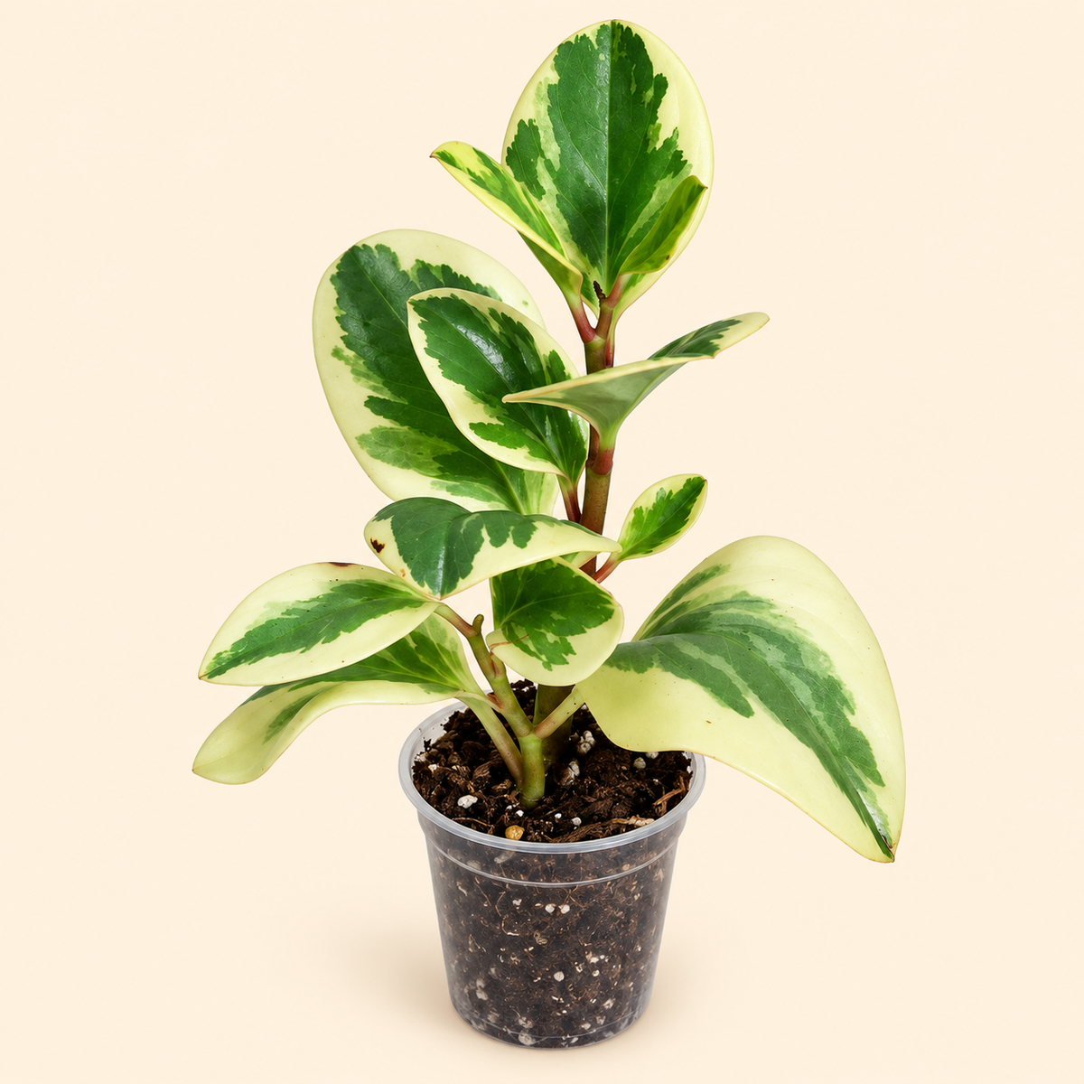 Variegated Rubber Plant ‘Tineke’ – 2"