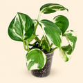 N’Joy Pothos – 2"