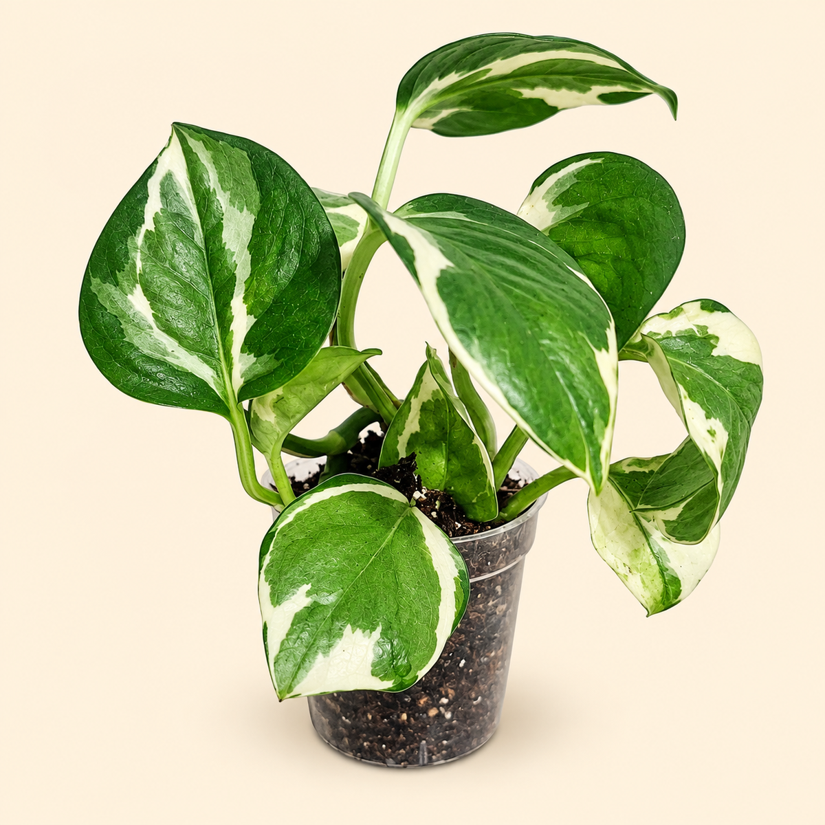 N’Joy Pothos – 2"