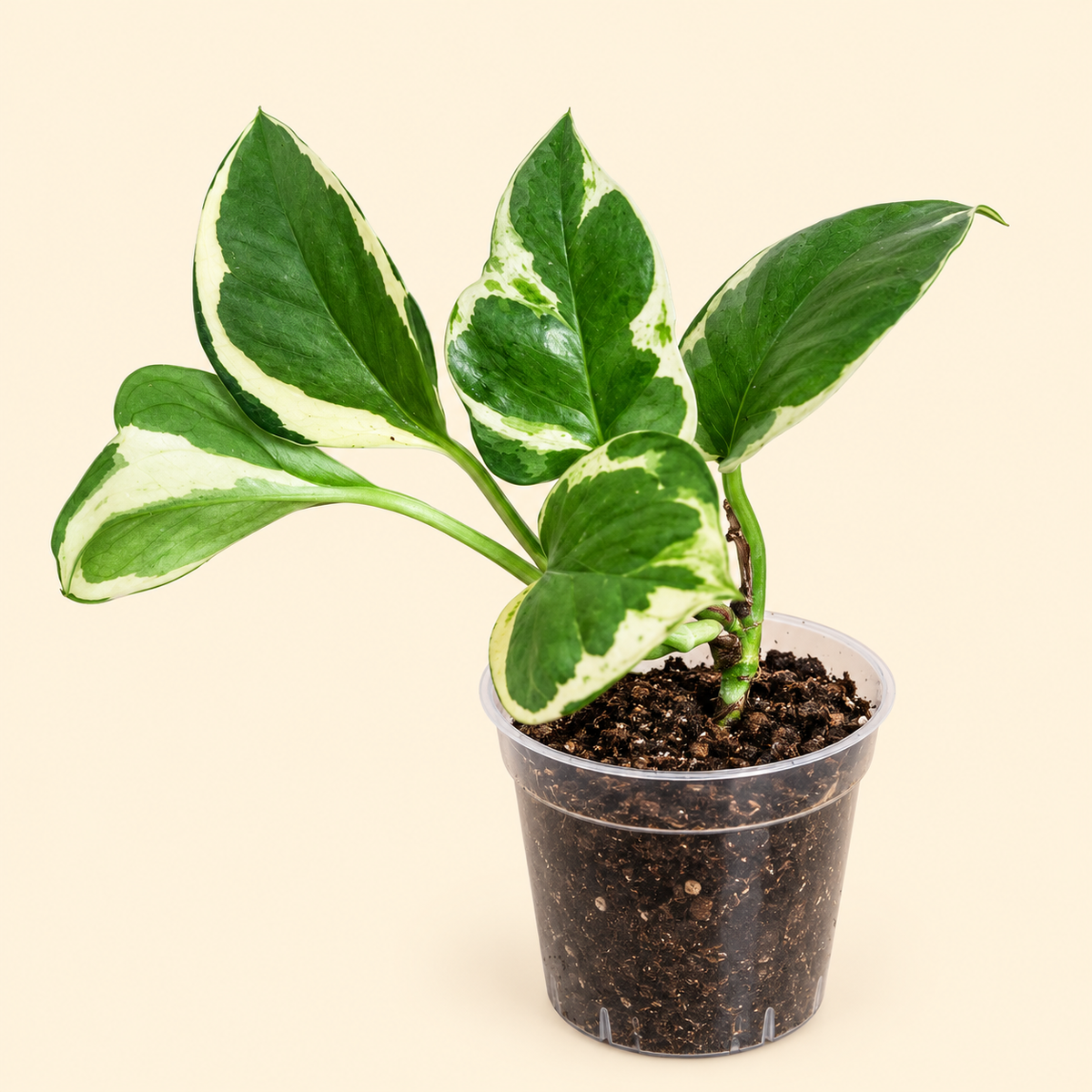 Pearls & Jade Pothos – 2"