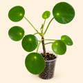 Chinese Money Plant – 2"
