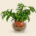 Flying Goldfish Plant